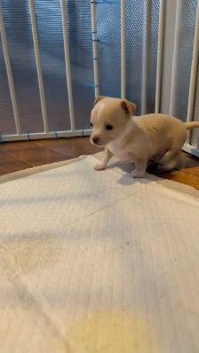 chihuahua - Photo 3