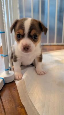 chihuahua - Photo 4