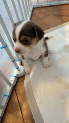 chihuahua - Photo 5