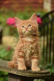 Maine coon kittens