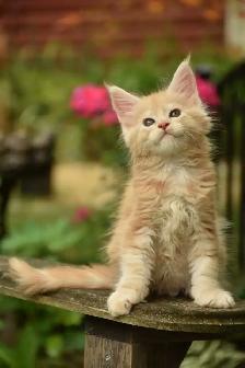 Maine coon kittens - Photo 2