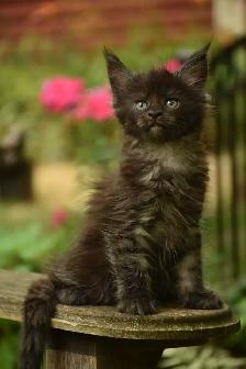 Maine coon kittens - Photo 3