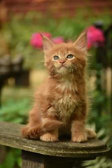 Maine coon kittens - Photo 4