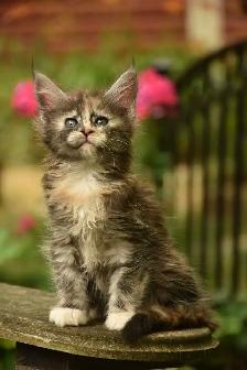 Maine coon kittens - Photo 5