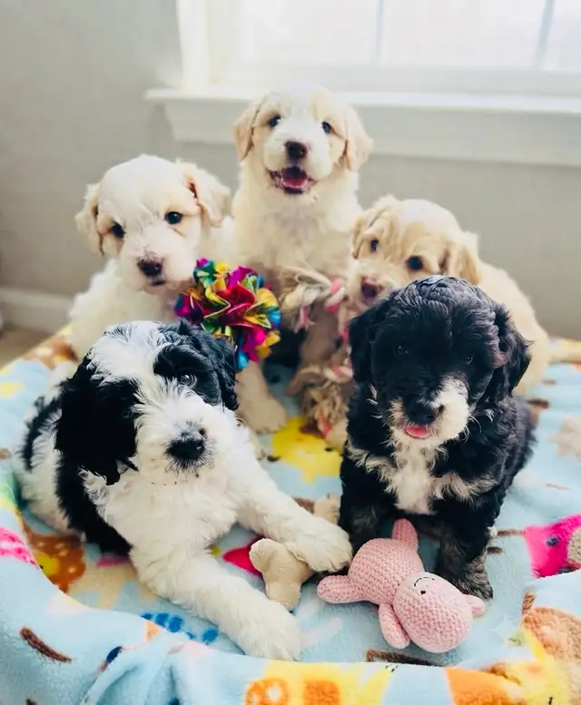 Aussiedoodle Puppies