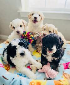 Aussiedoodle Puppies