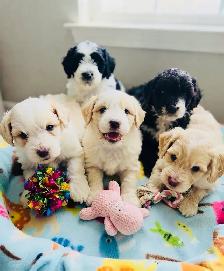 Aussiedoodle Puppies - Photo 2