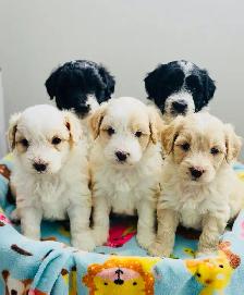 Aussiedoodle Puppies - Photo 3