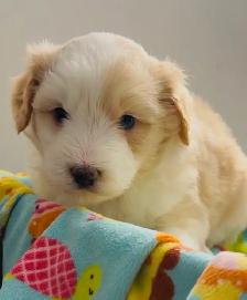 Aussiedoodle Puppies - Photo 4