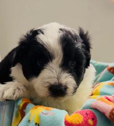 Aussiedoodle Puppies - Photo 5