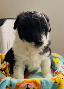 Aussiedoodle Puppies - Photo 6