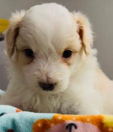 Aussiedoodle Puppies - Photo 7