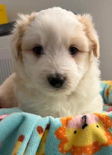 Aussiedoodle Puppies - Photo 8