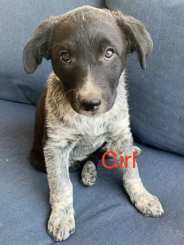 Red Heeler x Border Collie Pups