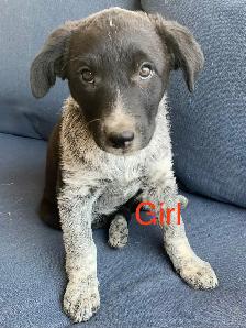 Red Heeler x Border Collie Pups