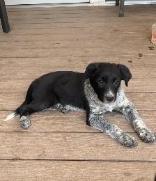 Red Heeler x Border Collie Pups - Photo 2