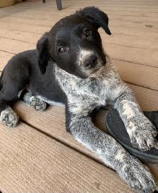 Red Heeler x Border Collie Pups - Photo 3