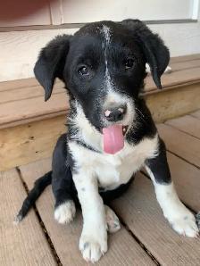 Red Heeler x Border Collie Pups - Photo 4
