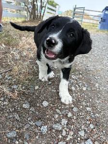 Red Heeler x Border Collie Pups - Photo 5