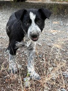 Red Heeler x Border Collie Pups - Photo 6