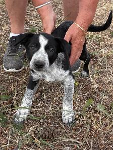 Red Heeler x Border Collie Pups - Photo 7