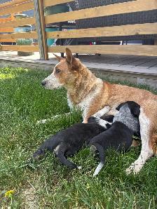 Red Heeler x Border Collie Pups - Photo 8