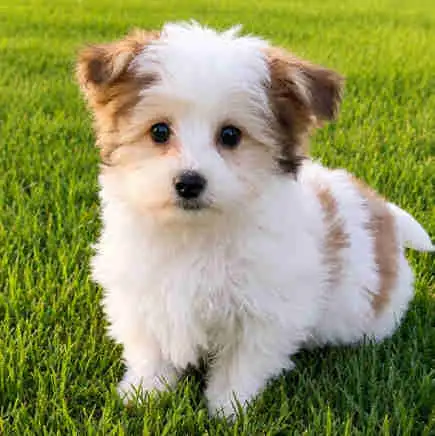 Adorable Morkie Puppies