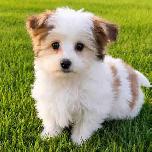 Adorable Morkie Puppies