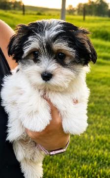 Adorable Morkie Puppies - Photo 2