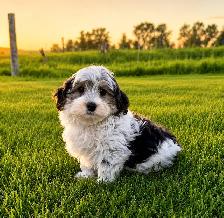 Adorable Morkie Puppies - Photo 3