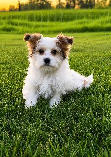 Adorable Morkie Puppies - Photo 4