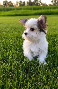 Adorable Morkie Puppies - Photo 5
