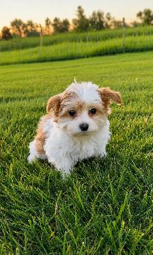 Adorable Morkie Puppies - Photo 6