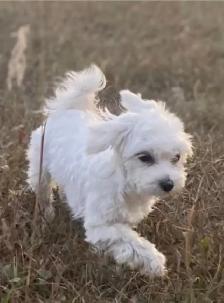 Adorable Morkie Puppies - Photo 7