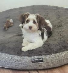 Adorable Morkie Puppies - Photo 8