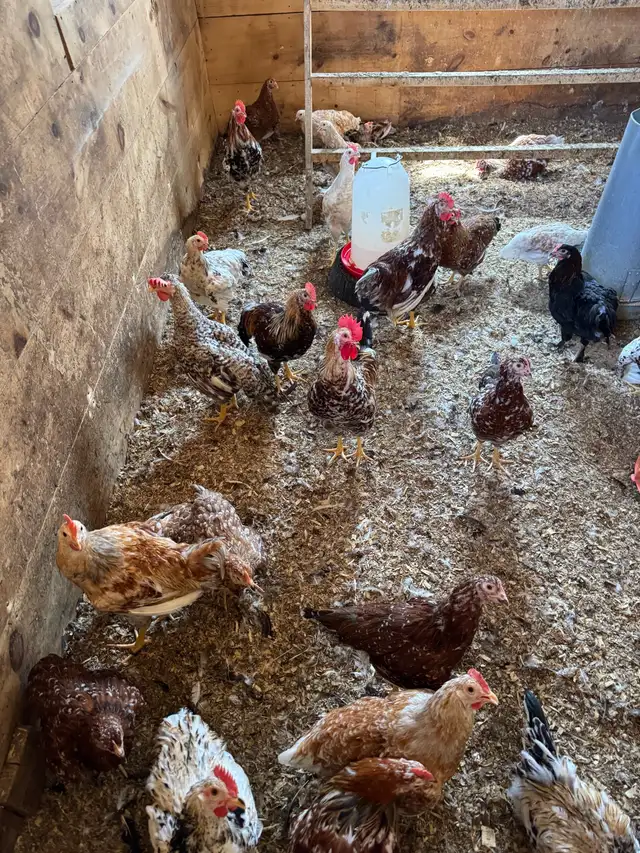 20 Roosters