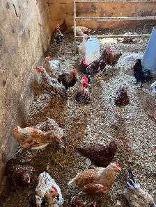 20 Roosters