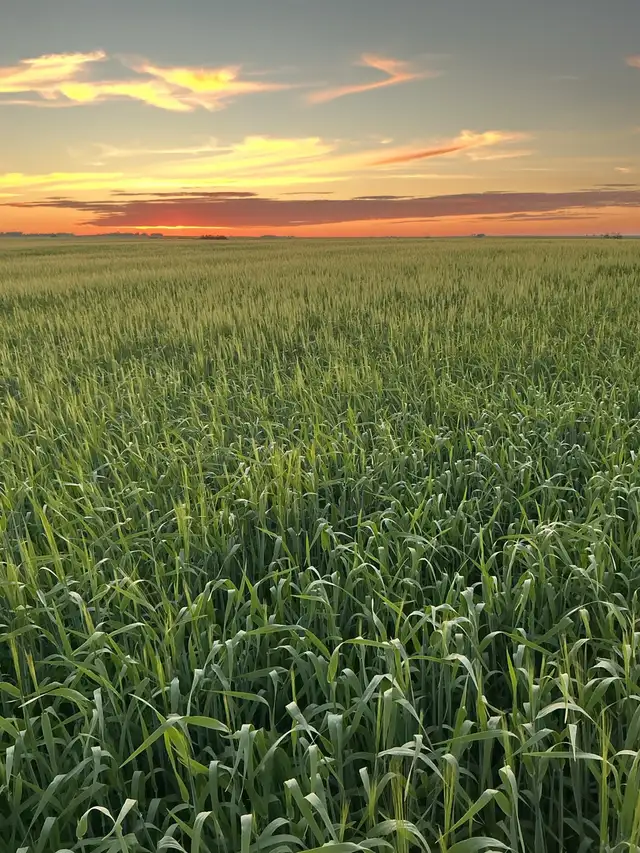Straw Available 2026 crop Year