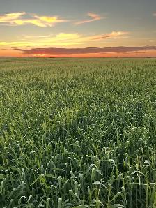Straw Available 2026 crop Year