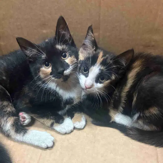 kittens!
