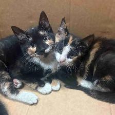 kittens!