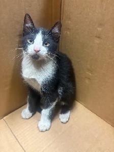 kittens! - Photo 3