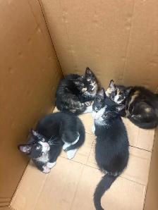 kittens! - Photo 4