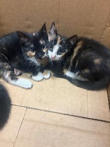 kittens! - Photo 5