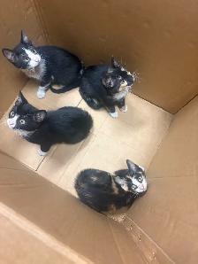 kittens! - Photo 6
