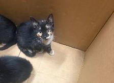 kittens! - Photo 7