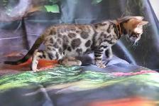 Leopard-look Bengal Kittens - Brown, Silver, Longhair, TICA - Photo 4