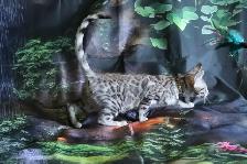 Leopard-look Bengal Kittens - Brown, Silver, Longhair, TICA - Photo 5