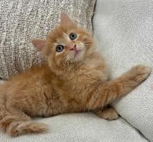 Chaton Sibérien hypoallergene