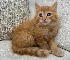 Chaton Sibérien hypoallergene - Photo 2